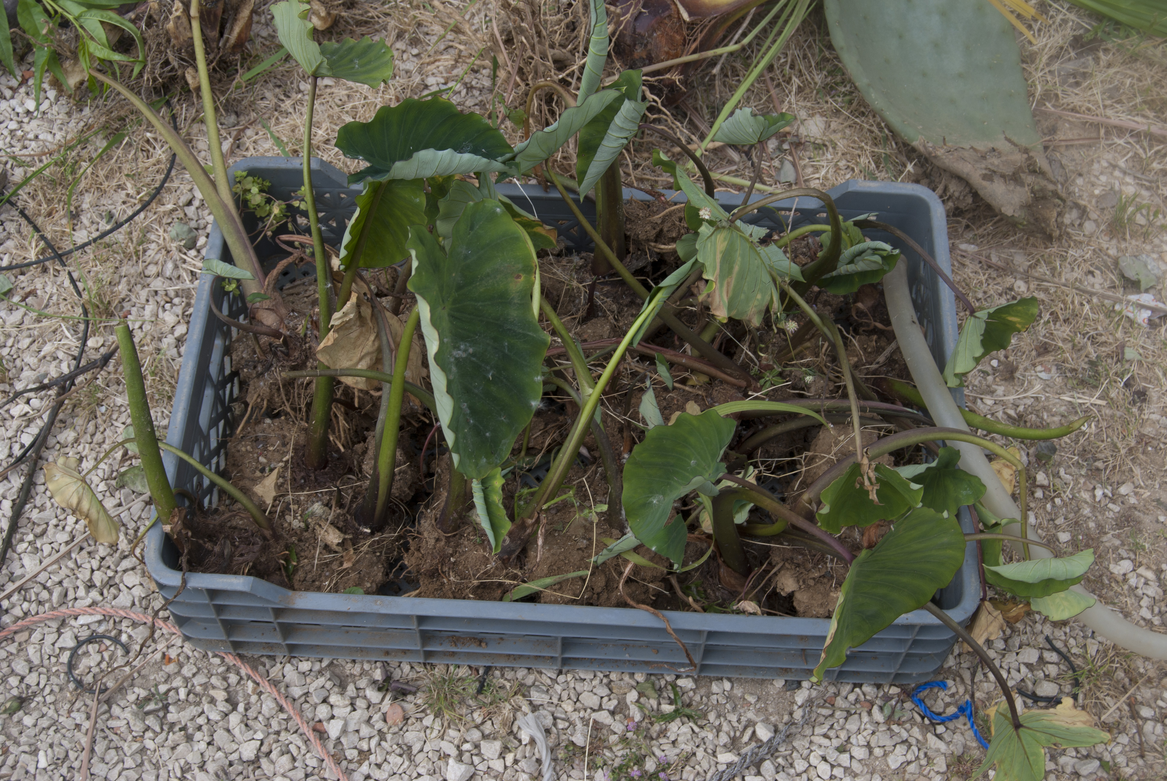 Identificação e recolha de plantas no bairro da Quinta da Vitória. 2012-13 © Sofia Borges