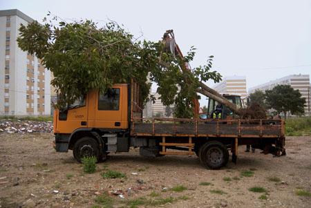 Transplant of trees in Quinta da Vitória. 2013 © Sofia Borges