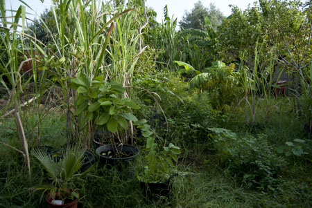 Plantas recolhidas no bairro transplantadas temporariamente para os viveiros da autarquia. 2013 © Sofia Borges